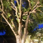 Up-lit tree