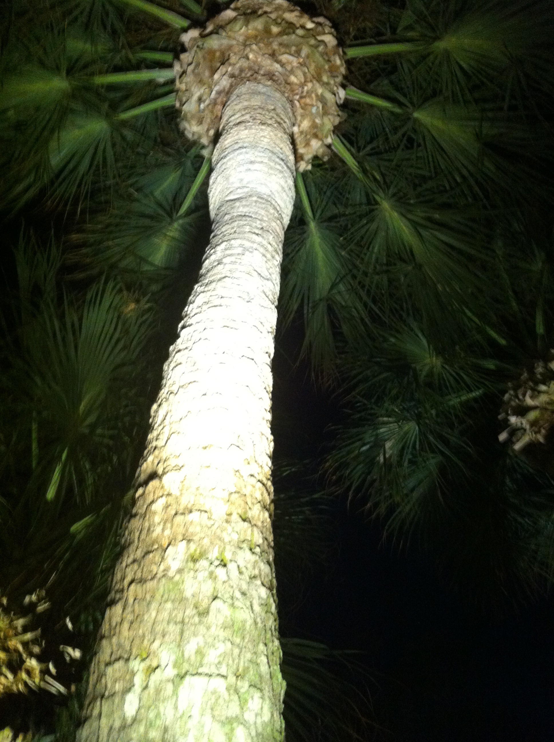 Landscape Lighting South Florida Companies Help Customers from Jupiter